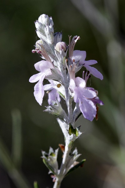 Teucrium creticum, Chamaedrys cretica, Teucrium charamoniense, Teucrium hyssopifolium, Teucrium rosmarinifolium, געדה כרתית, الجعدة الكريتية