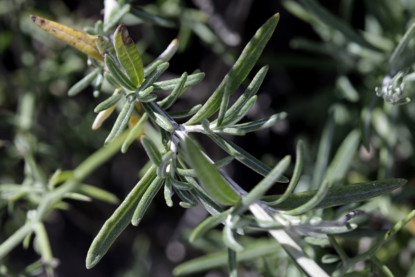 Teucrium creticum, Chamaedrys cretica, Teucrium charamoniense, Teucrium hyssopifolium, Teucrium rosmarinifolium, געדה כרתית, الجعدة الكريتية