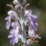 Teucrium creticum, Flowers, Israel, flora