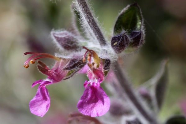 Teucrium divaricatum, Hedge Germander, Aegean Sage Germander, געדה מפושקת,  الجعدة المتباينة