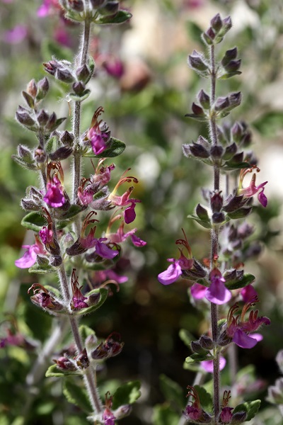 Teucrium divaricatum, Hedge Germander, געדה מפושקת,  الجعدة المتباينة