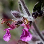 Teucrium divaricatum, Flowers, Israel, flora