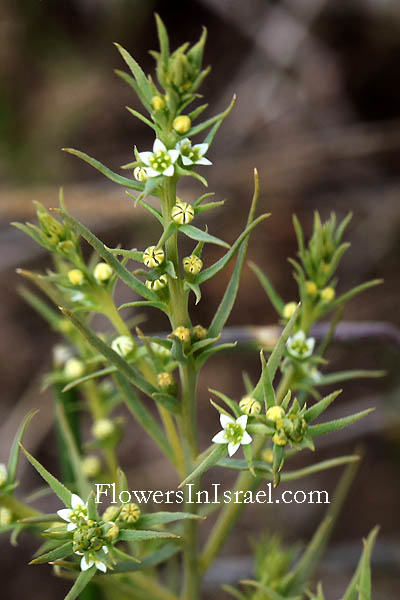 Thesium humile, Dwarf thesium, Field Bastard Toadflax, Lesser Bastard Toadflax, حب الكريش,חלוקה ננסית