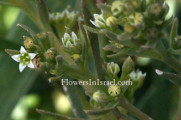 Flora of Israel OnLine