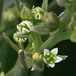 Thesium humile, פרחים בישראל, פרחים ירוקים