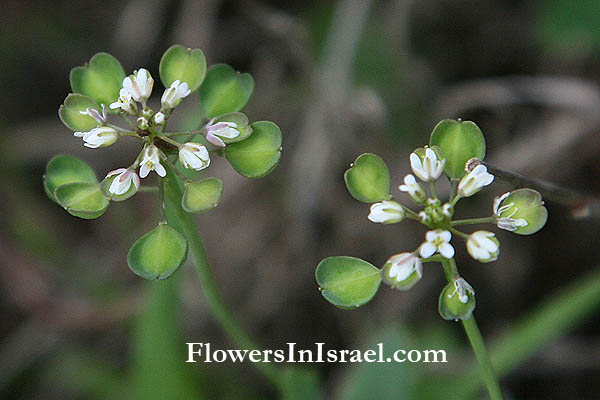 Thlaspi perfoliatum, Microthlaspi perfoliatum, Perfoliate Penny-cress, شمرمرة,חופניים מצויים