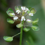 Thlaspi perfoliatum , Israel, native wildflowers