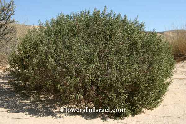 Israel Flowers, Thymelaea hirsuta, Passerina hirsuta, Shaggy Sparrow-Wort,Spur flax, מתנן שעיר