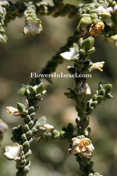 Thymelaea hirsuta, Passerina hirsuta,Shaggy Sparrow-Wort,Spur flax, מתנן שעיר