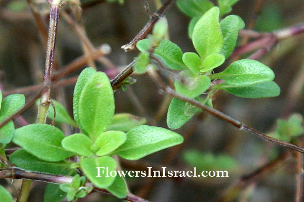 Thymus vulgaris, Common Thyme, Garden Thyme, בת קורנית פשוטה ,טימין,الزعتر الشائع