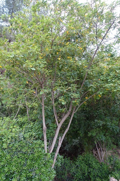 Tipuana tipu, Machaerium tipu, Tipuana speciosa, Pride of Bolivia, Rosewood, Tipu Tree, Hebrew: מכנף נאה