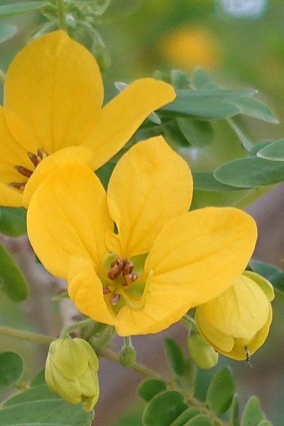 Tipuana tipu, Machaerium tipu, Tipuana speciosa, Pride of Bolivia, Rosewood, Tipu Tree, Hebrew: מכנף נאה