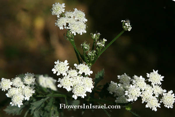 Synelcosciadium carmeli, Tordylium carmeli, Carmel Cow-parsnip, דל-קרניים כרמלי, طرديلن كرملي 