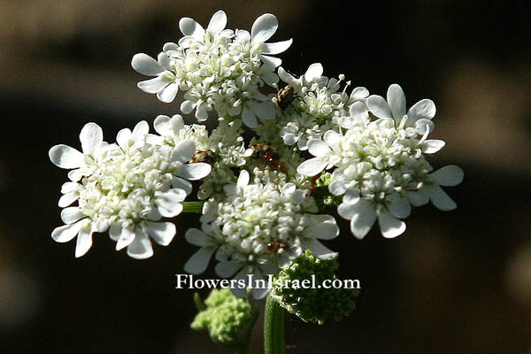 Israel native plants, Send flowers online