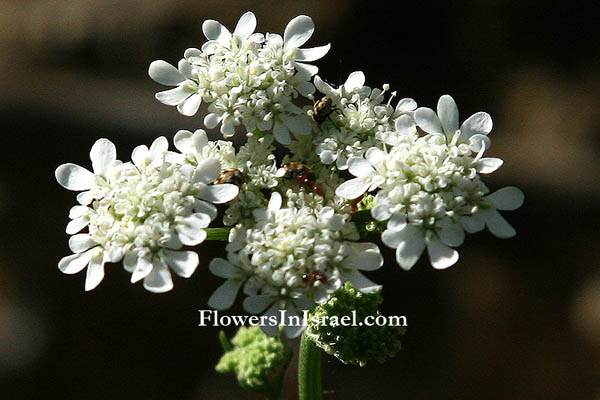 Synelcosciadium carmeli, Tordylium carmeli, Carmel Cow-parsnip, דל-קרניים כרמלי