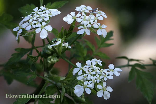 Synelcosciadium carmeli, Tordylium carmeli, Carmel Cow-parsnip, דל-קרניים כרמלי 