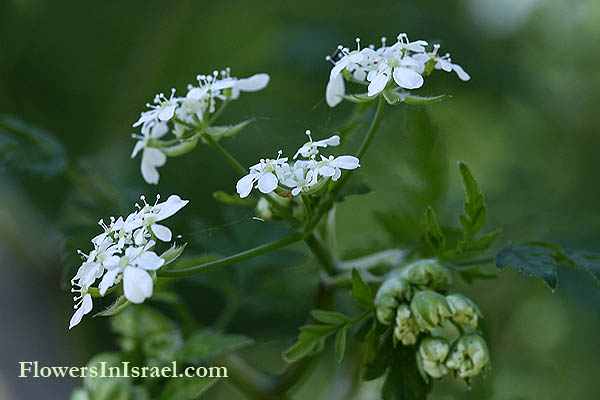 Israel, Flowers, Native plants, Palestine