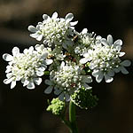 Tordylium carmeli, Flowers, Israel, flora