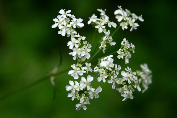 Torilis japonica, Torilis arvensis, Torilis anthriscus,Upright Hedge Parsley, Japanese hedge parsley, גזיר נדיר,  قميلة يابانية