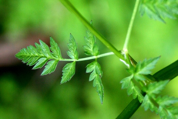 Torilis japonica, Torilis arvensis, Torilis anthriscus,Upright Hedge Parsley, Japanese hedge parsley, גזיר נדיר,  قميلة يابانية