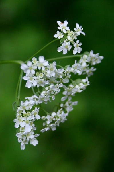 Torilis japonica, Torilis arvensis, Torilis anthriscus,Upright Hedge Parsley, Japanese hedge parsley, גזיר נדיר,  قميلة يابانية