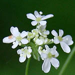 Torilis japonica, Flowers, Israel, flora