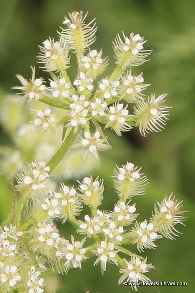 Torilis tenella, Caucalis tenella, Hedge-parsley, גזיר דקיק, גזרזור דקיק