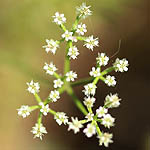 Torilis tenella, Israel, native wildflowers