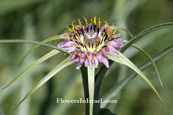 Tragopogon coelesyriacus, Tragopogon longirostris, Long-Beaked Goat's Beard, זקן תיש ארוך, سلسفيل طويل المنقار