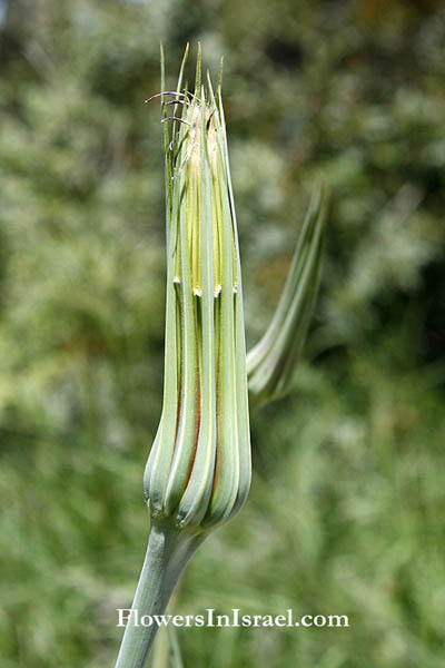 Israel, Nature, Tragopogon coelesyriacus,Tragopogon longirostris, Long-Beaked Goat's Beard, זקן תיש ארוך