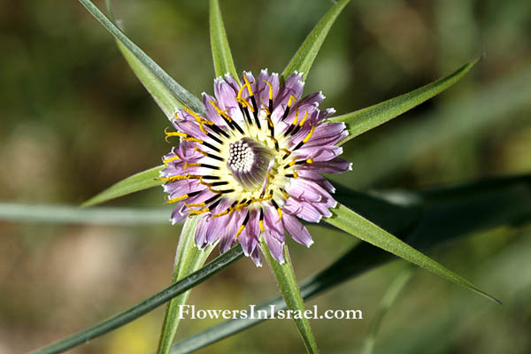 Israel flowers, native plants, Palestine, Botany