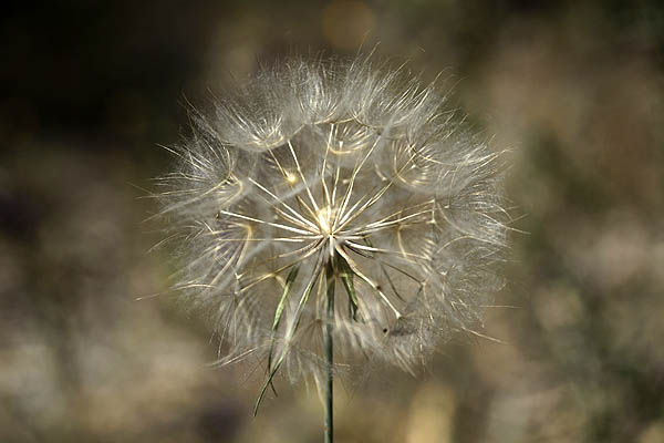 Israel flowers, native plants, Palestine, Botany