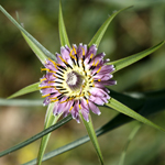 Tragopogon coelesyriacus, פרחים בישראל, פרחים סגולים