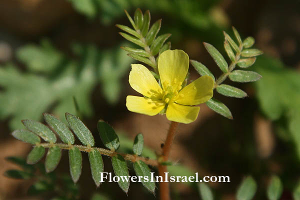 Tribulus terrestris, Puncturevine, Caltrop, Cathead, Yellow vine,جريس, Goathead, קוטב מצוי