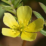 Tribulus terrestris, Flowers, Israel, flora