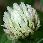 Trifolium alexandrinum, Flowers, Israel, flora