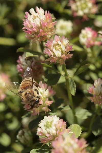 Trifolium argutum, Trifolium xerocephalum, Sharp-tooth Clover, תלתן האלמוות, النفل الحاد 