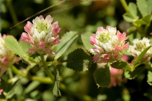 Trifolium argutum, Trifolium xerocephalum, Sharp-tooth Clover, תלתן האלמוות, النفل الحاد 