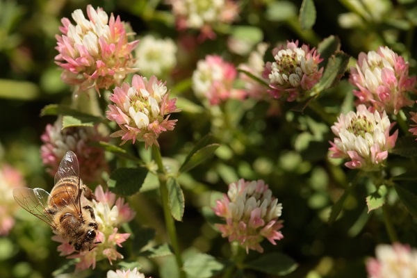 Trifolium argutum, Trifolium xerocephalum, Sharp-tooth Clover, תלתן האלמוות, النفل الحاد 