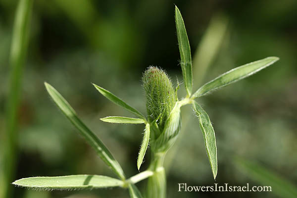 Trifolium arvense, Haresfoot clover, Rabbitfoot clover, Stone clover, Hairy clover, Oldfield clover, תלתן השדה