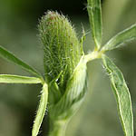 Trifolium arvense, Israel Pink Flowers, wildflowers