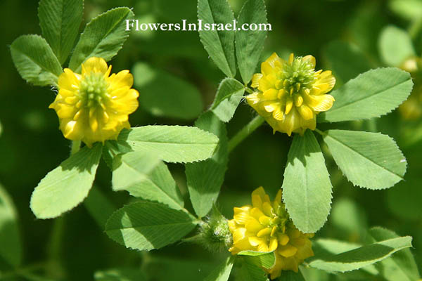  Trifolium campestre, Hop Clover, Field Clover, תלתן חקלאי, قرط أصفر
