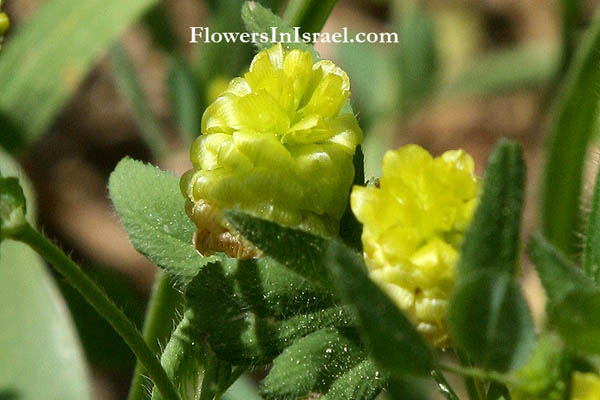 Flowers in Israel, Native plants, Palestine