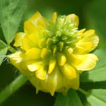 Trifolium campestre, Israel Yellow wildflowers