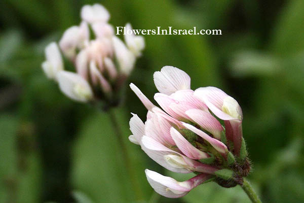 Trifolium clypeatum, Helmet Clover, Shield Clover, النفل المدرع,תלתן תריסני