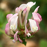Trifolium clypeatum, Flowers, Israel, flora