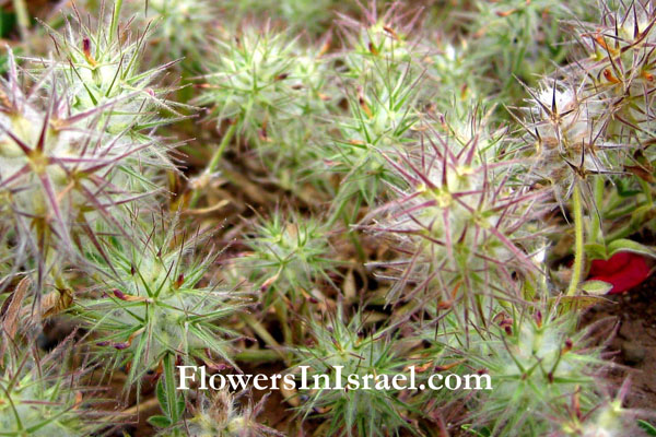 Flora of Israel online, Native plants, Palestine