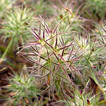 Trifolium dasyurum, Israel Pink Flowers, wildflowers