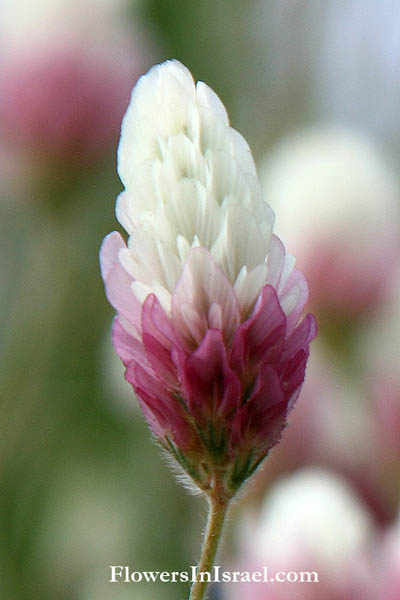 Trifolium dichroanthum, Clover, תלתן דו-גוני