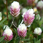 Trifolium dichroanthum, Israel, wild purple flowers